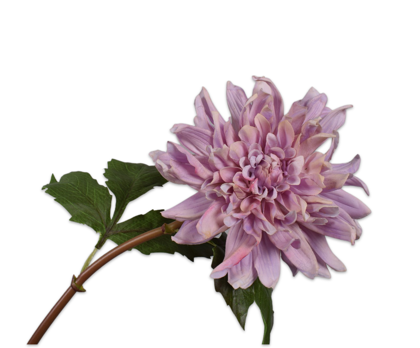 DAHLIA  PRP LT 50 cm