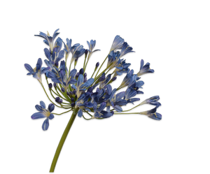 AGAPANTHUS SPRAY BLUE 104 cm