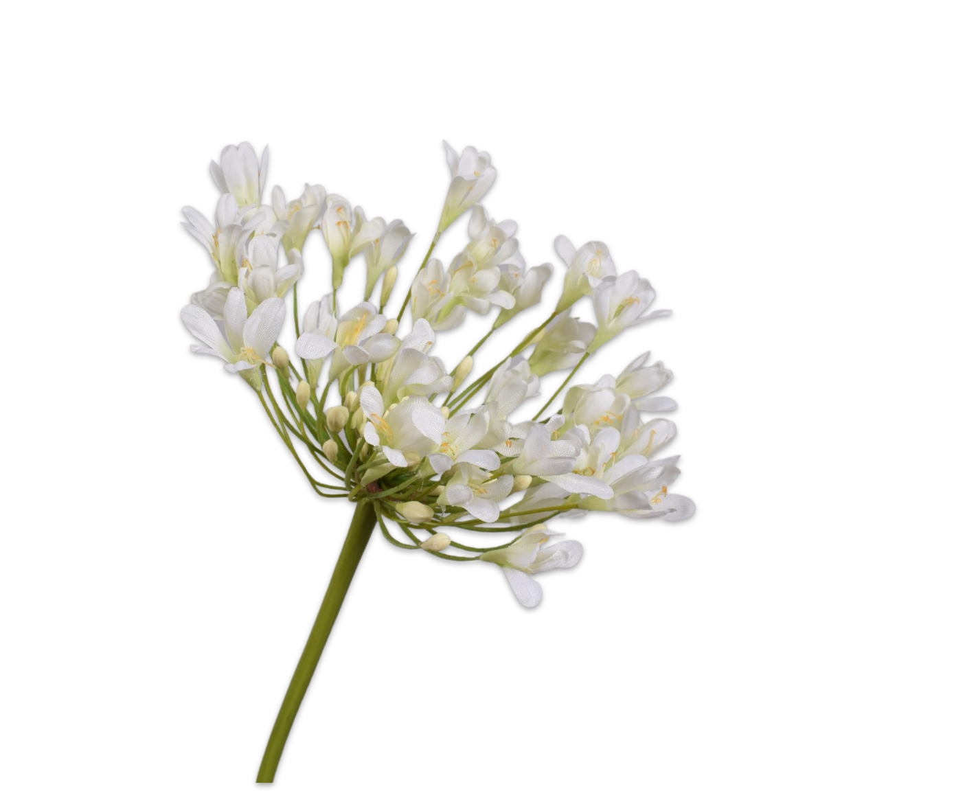 AGAPANTHUS SPRAY WHITE 104 cm