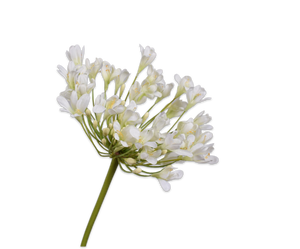 AGAPANTHUS SPRAY WHITE 104 cm