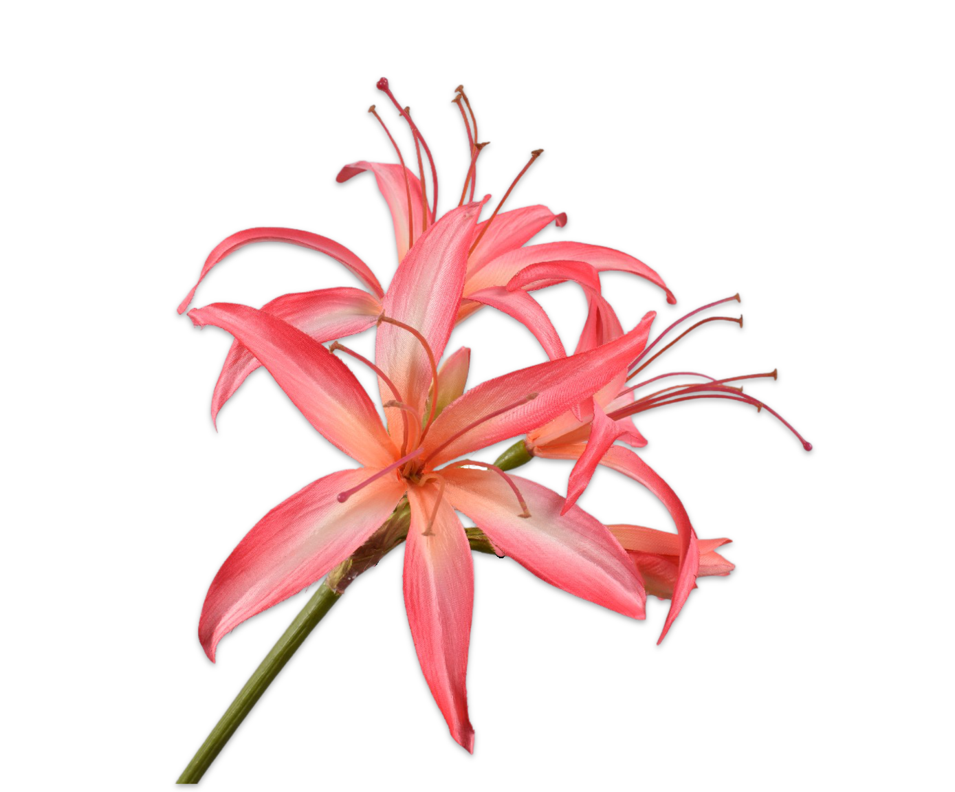 AMARYLLIS STEM