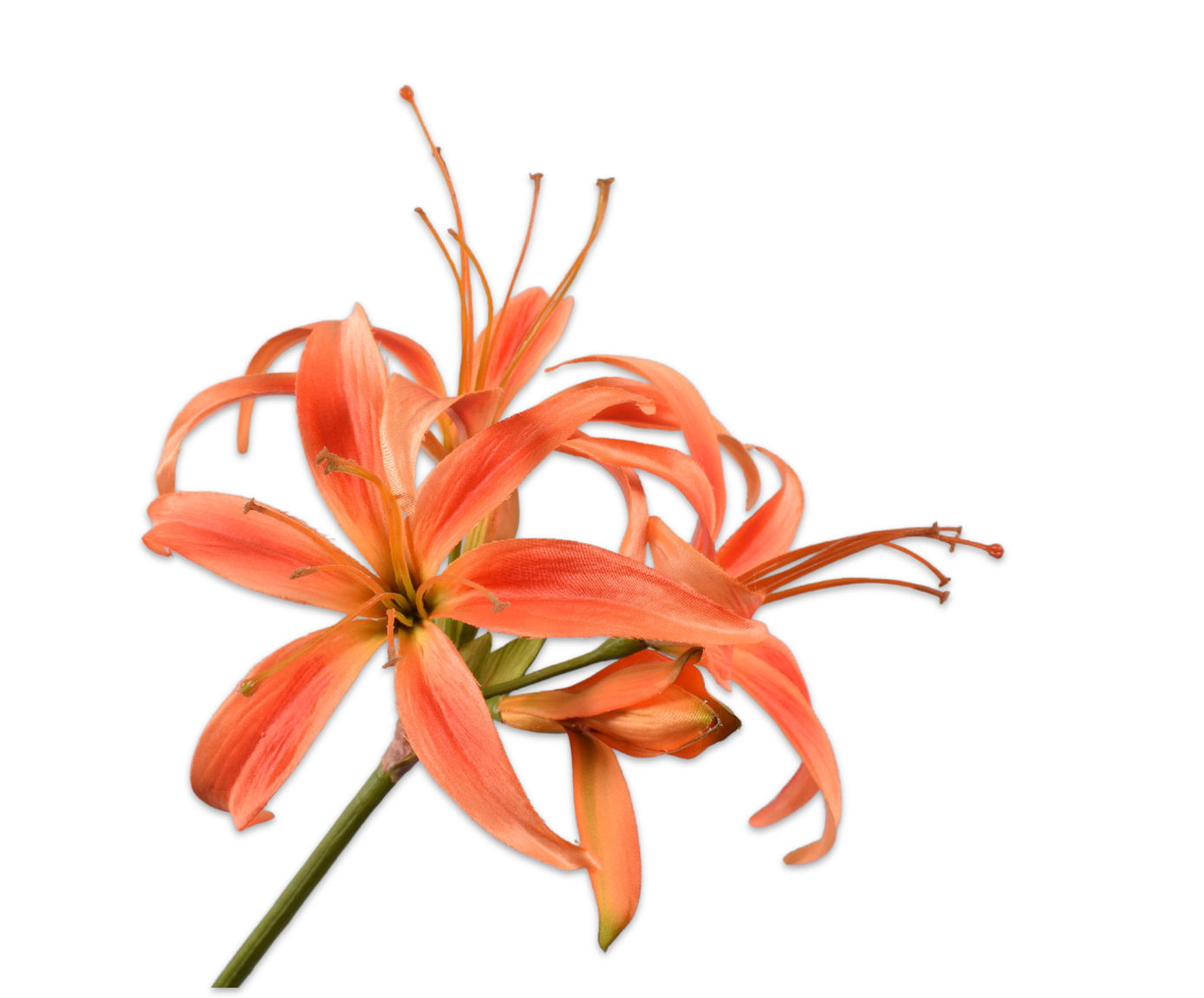 AMARYLLIS STEM