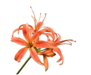 AMARYLLIS STEM