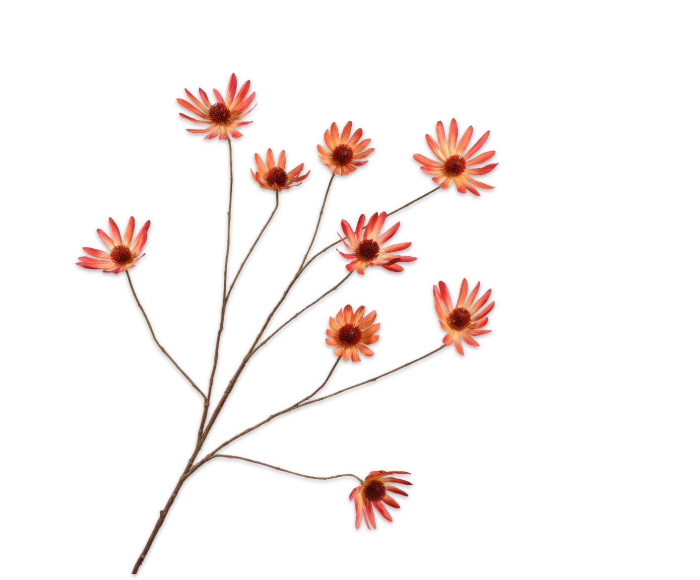 RUDBECKIA SPRAY