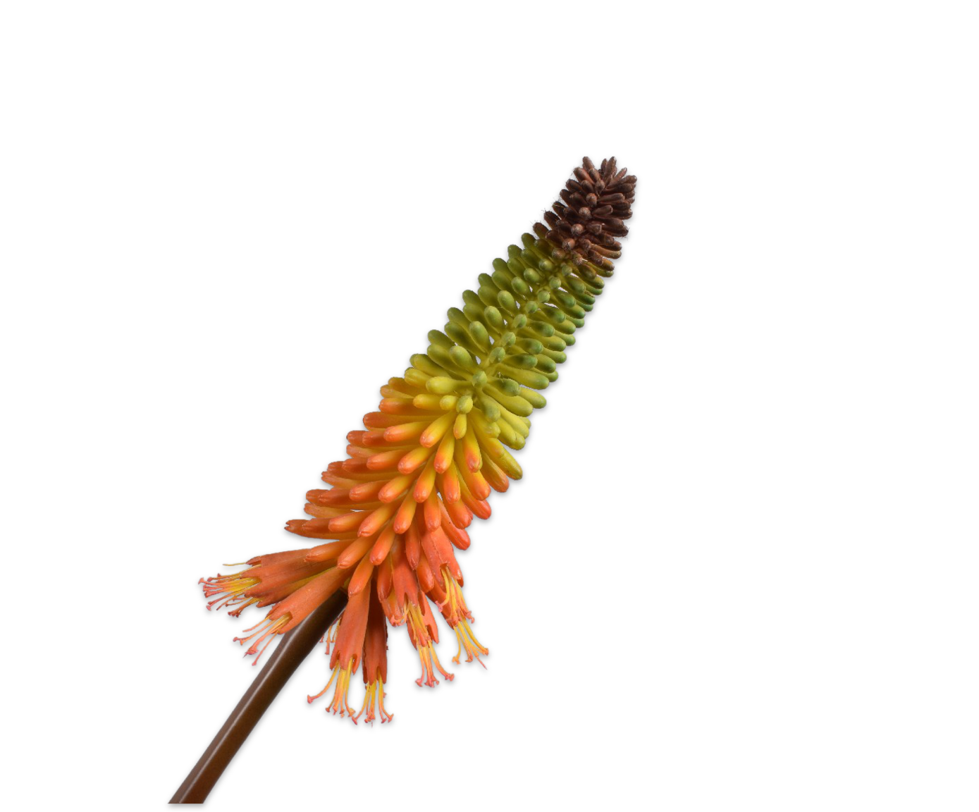 KNIPHOFIA STEM