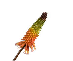 KNIPHOFIA STEM