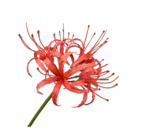 NERINE STEM