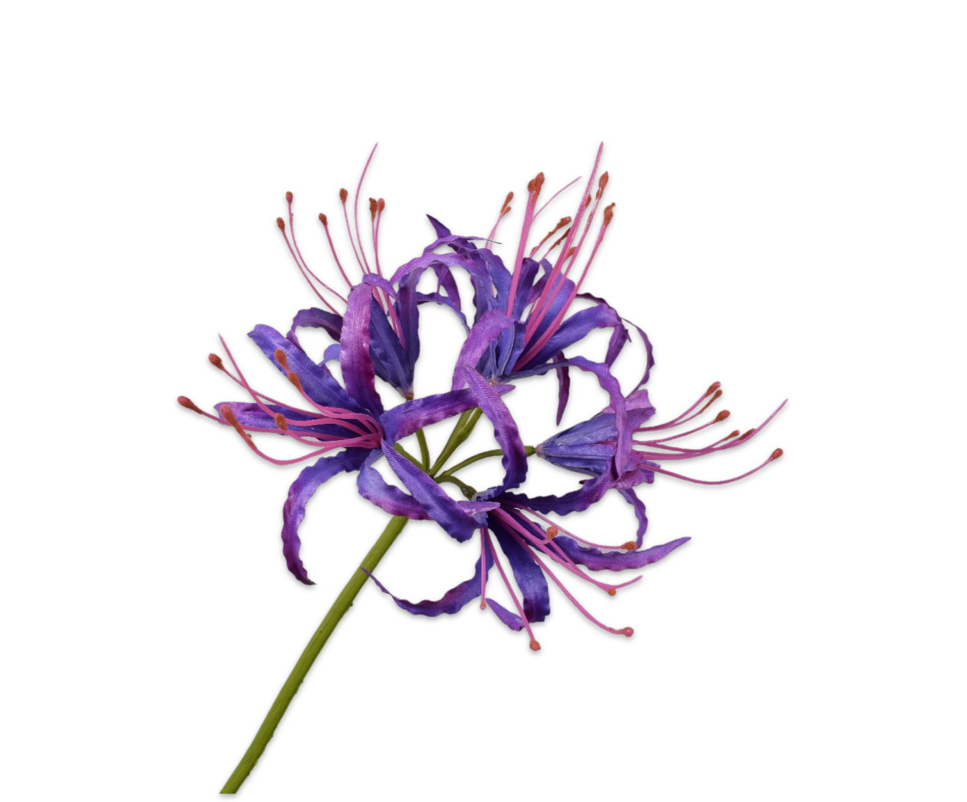 NERINE STEM