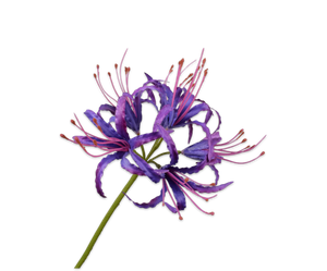 NERINE STEM