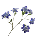 画像をギャラリービューアに読み込む, HYDRANGEA SPRAY
