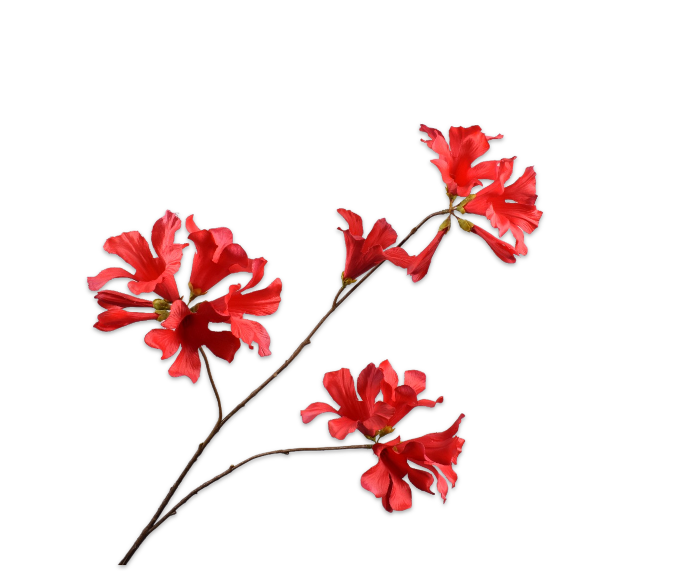 MANDEVILLA SPRAY