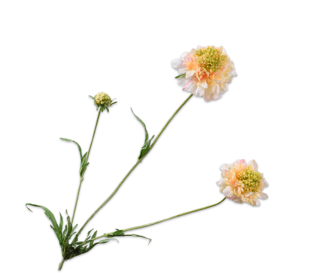 SCABIOSA SPRAY