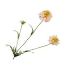 画像をギャラリービューアに読み込む, SCABIOSA SPRAY
