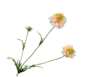 SCABIOSA SPRAY