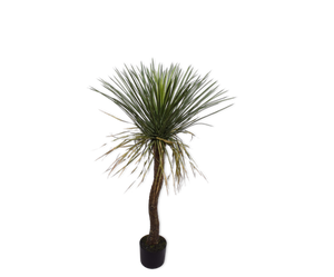 DRACENA