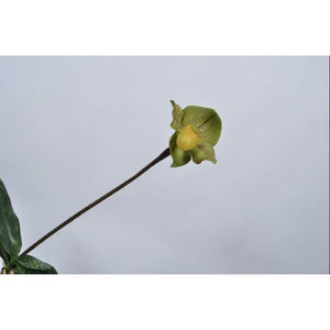 LADY SLIPPER STEM GRN LT 56 cm