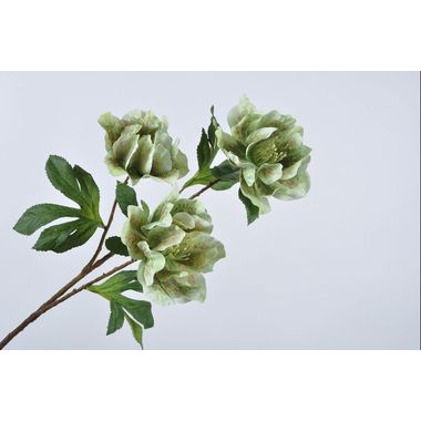 HELLEBORUS STEM GREEN 67 cm