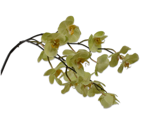 ORCHID STEM GREEN 110 cm