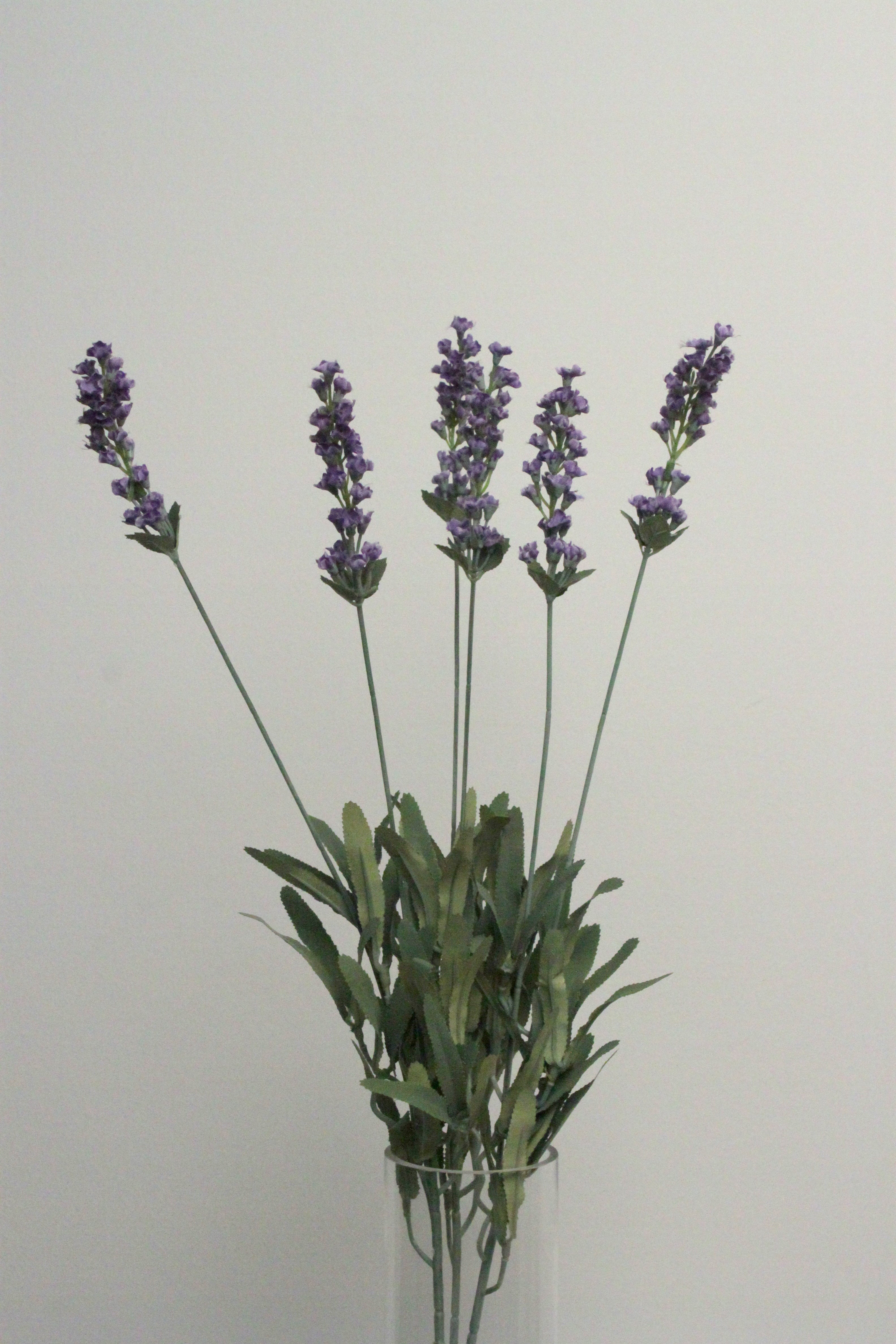 LAVENDER BUSH X6 50cm