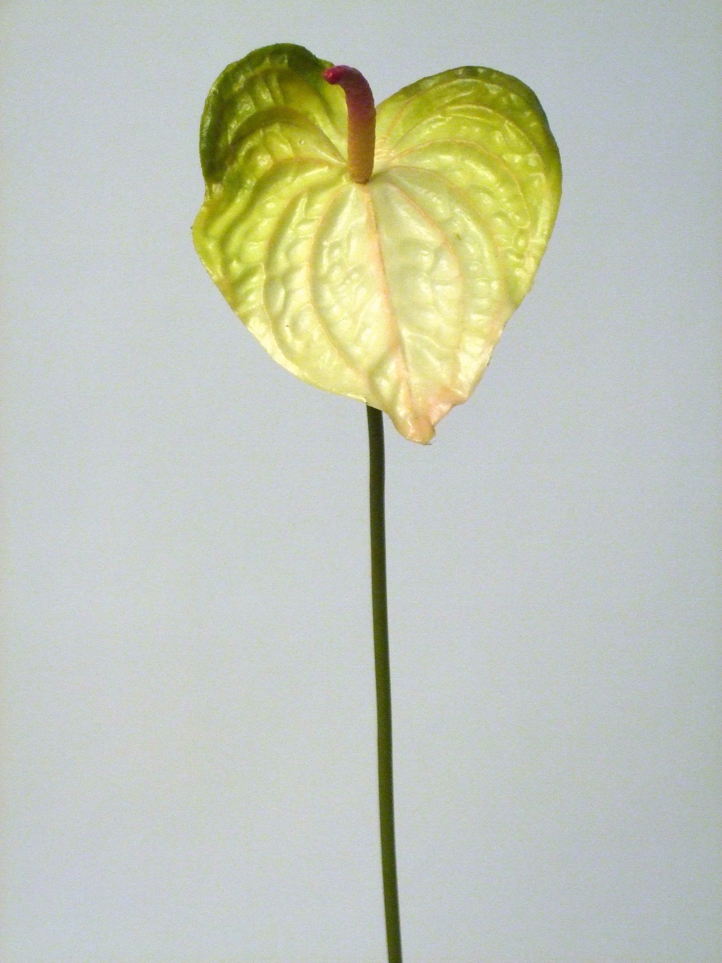 ANTHURIUM WITH GR