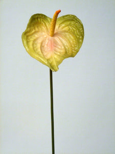 ANTHURIUM PEACH GREEN 65cm