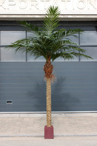 MAJESTY PALM 960LVS 330cm