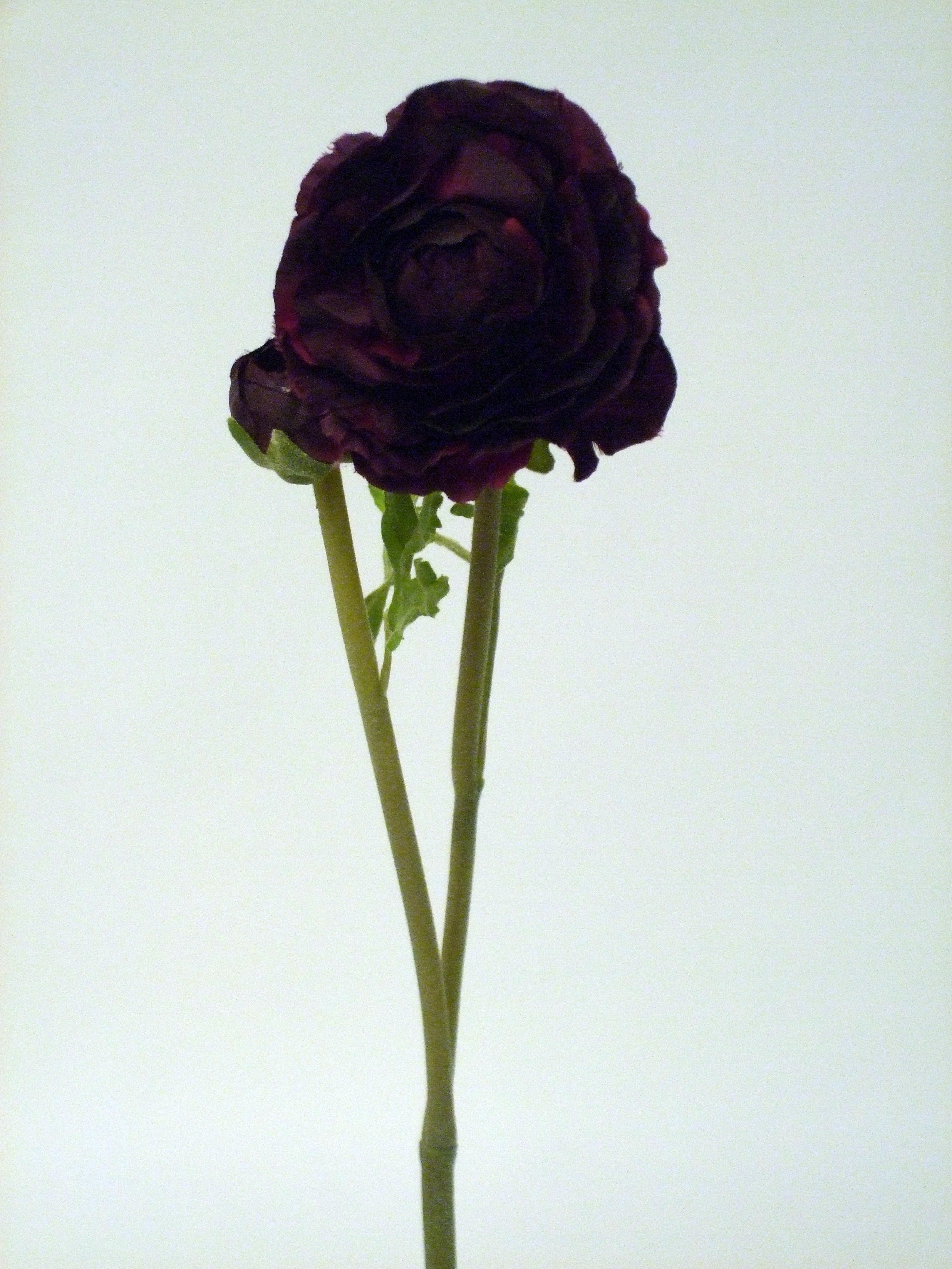 RANUNCULUS SPRAY X2 DK BURGUNDY 58cm