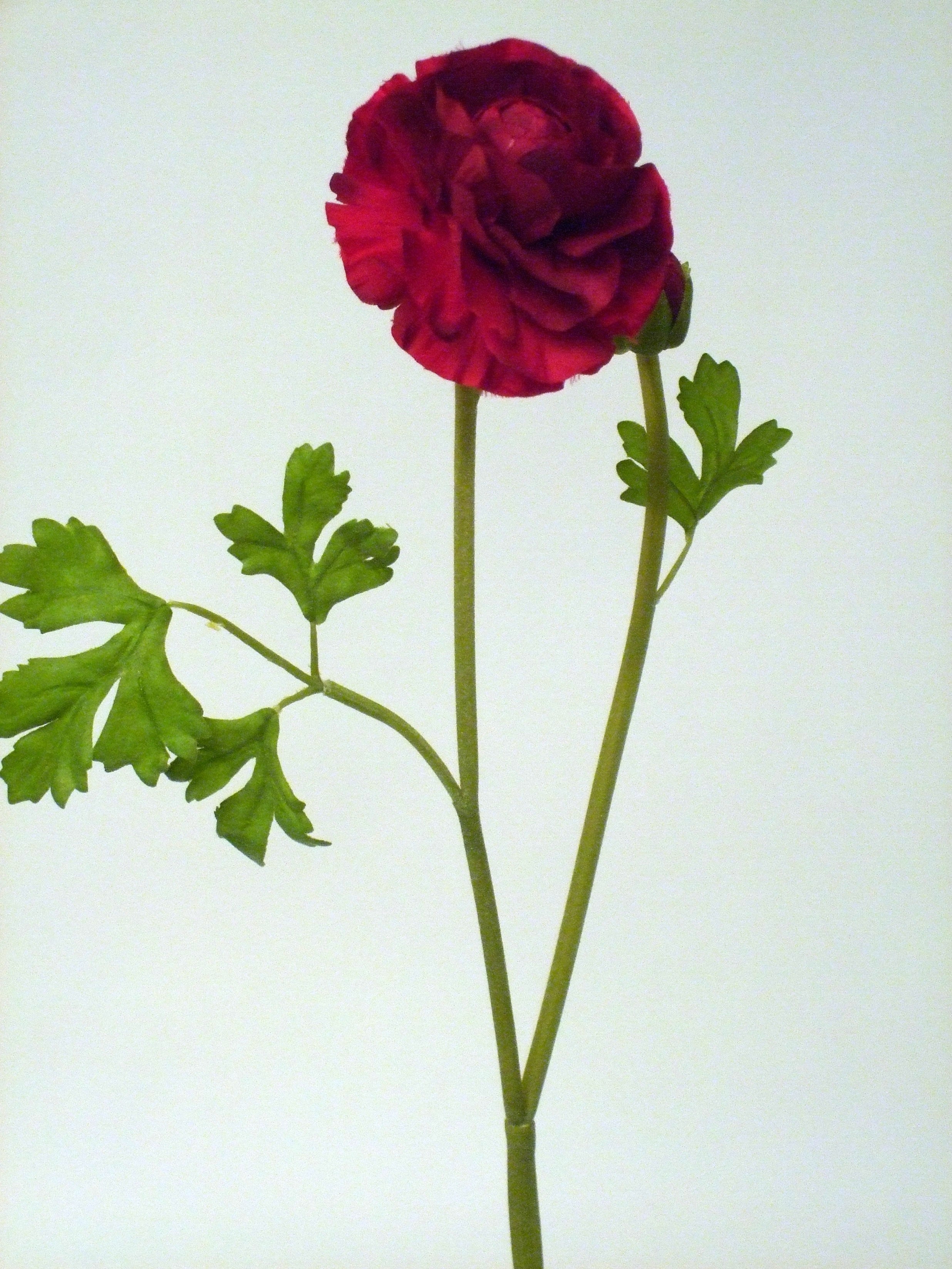 RANUNCULUS SPRAY X2 RED 58cm