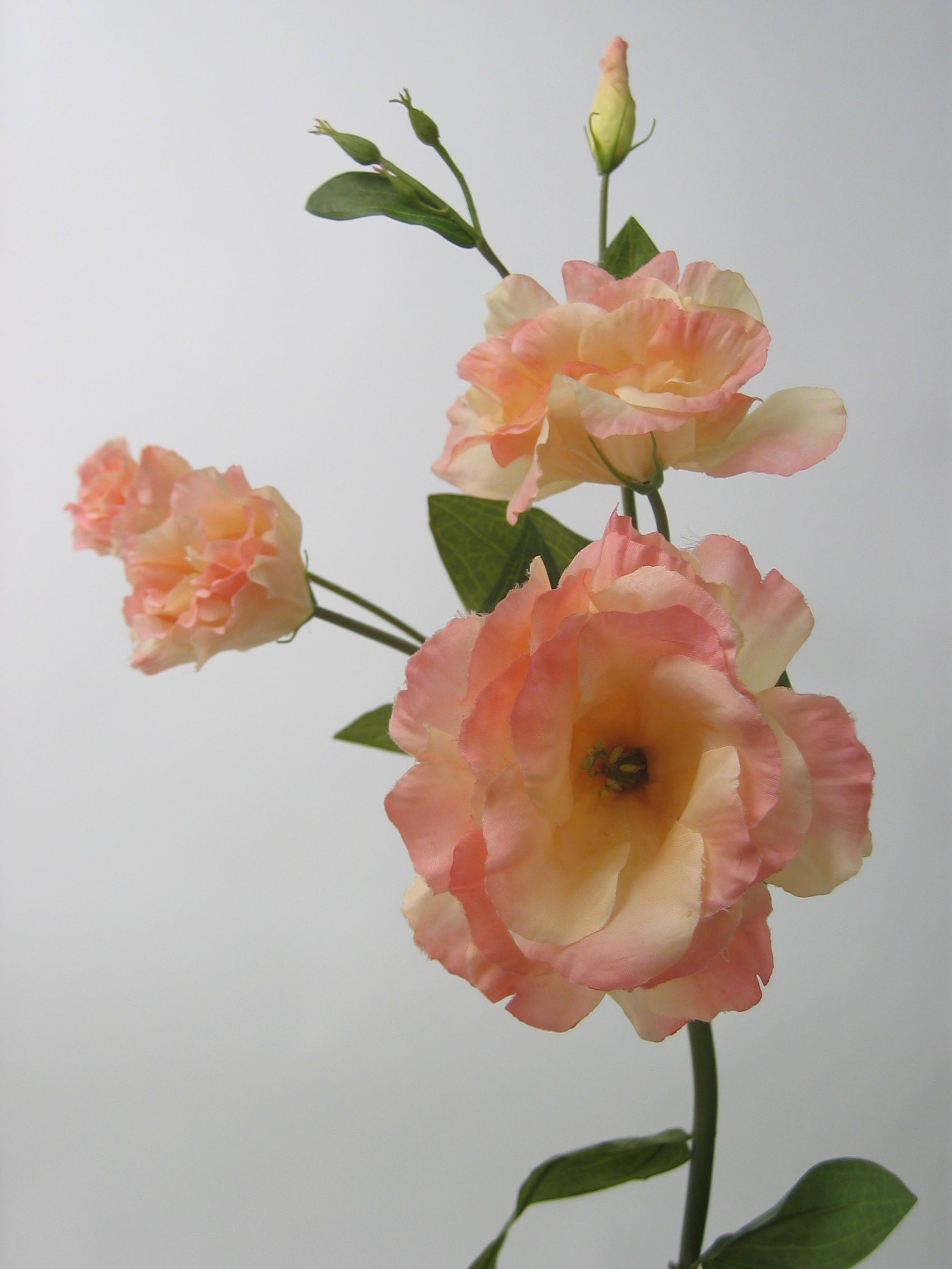 LISIANTHUS X3 PEACH 80cm