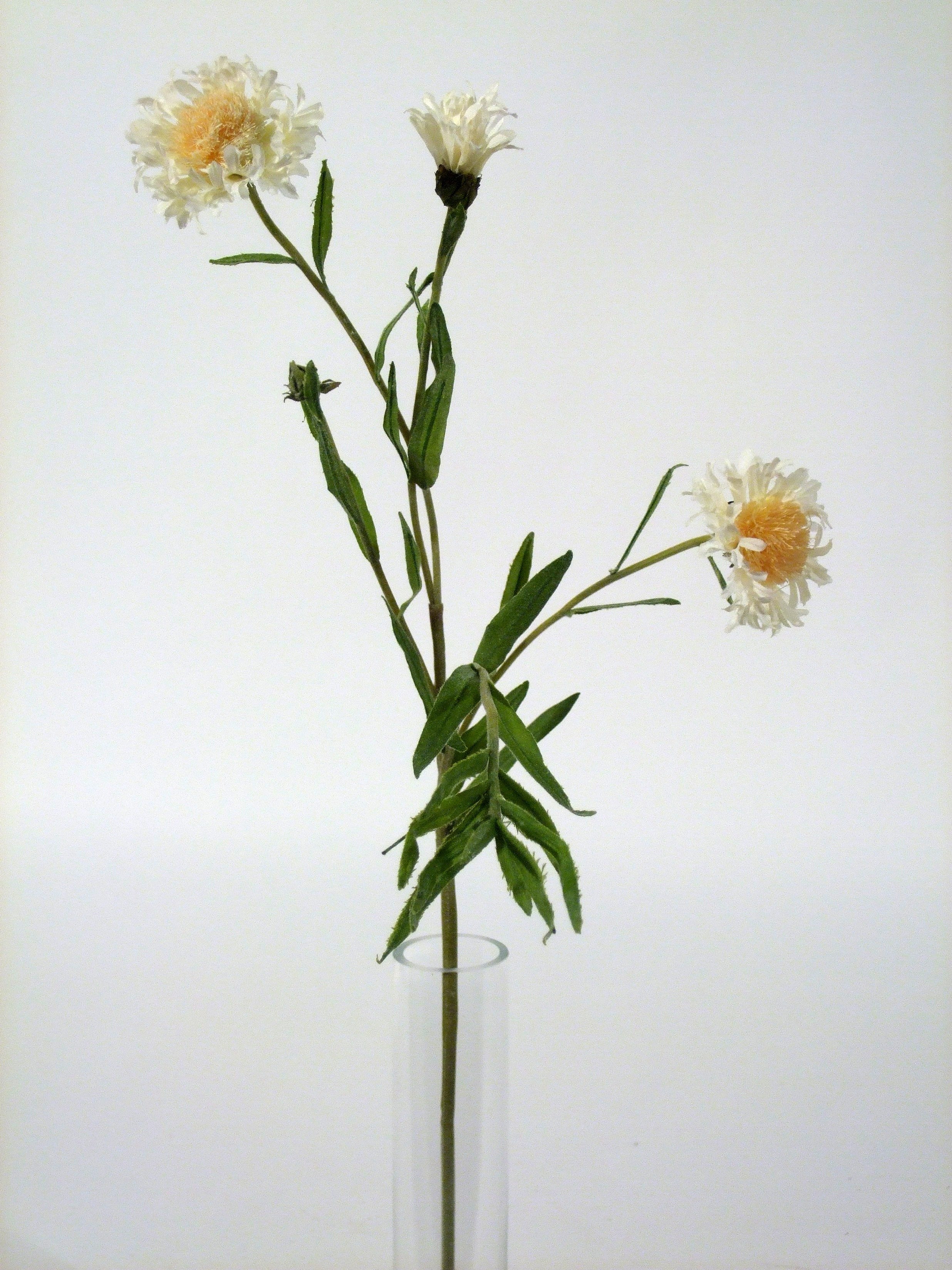 CORNFLOWER CREAM 53cm