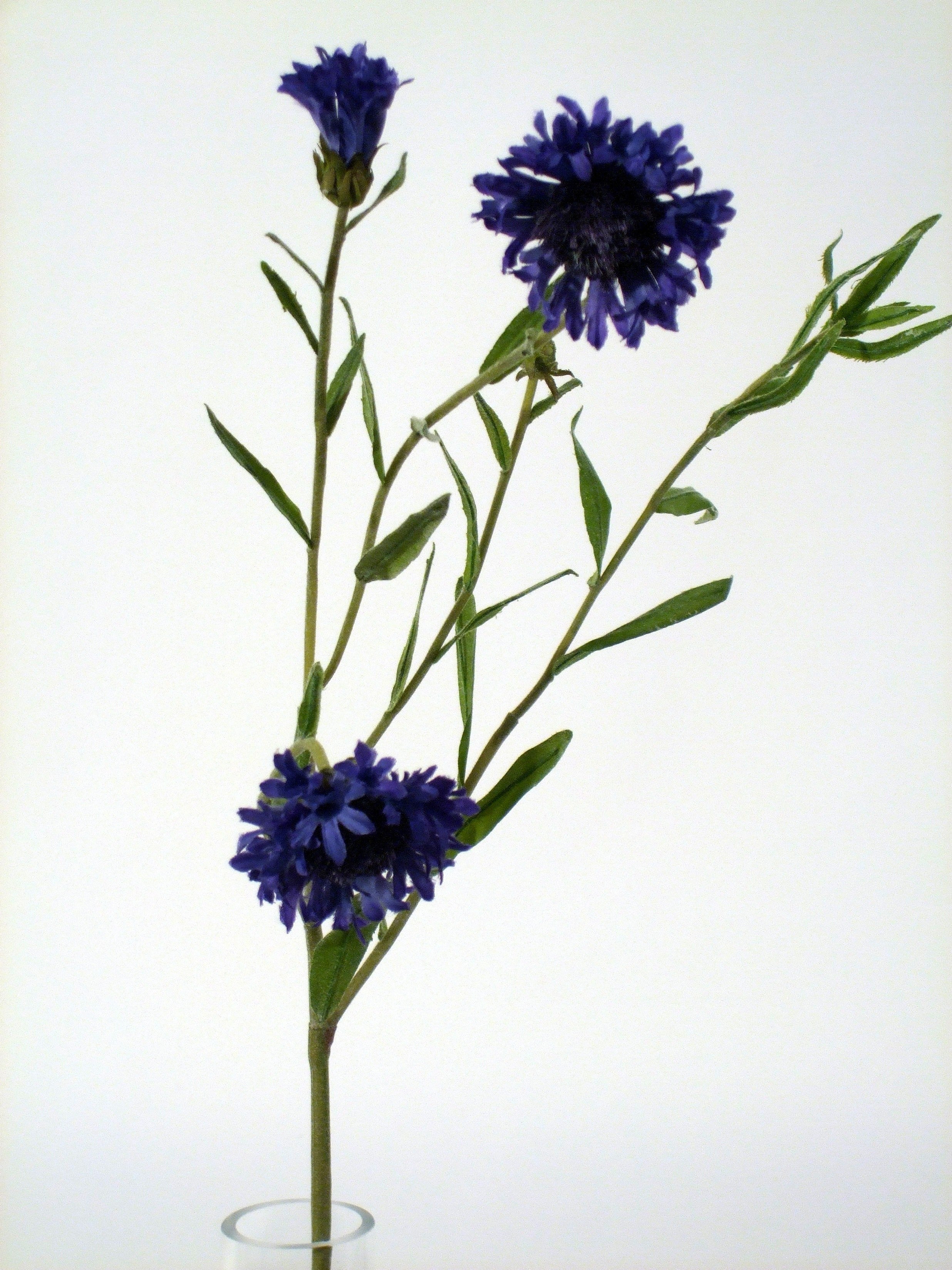 CORNFLOWER BLUE 53cm