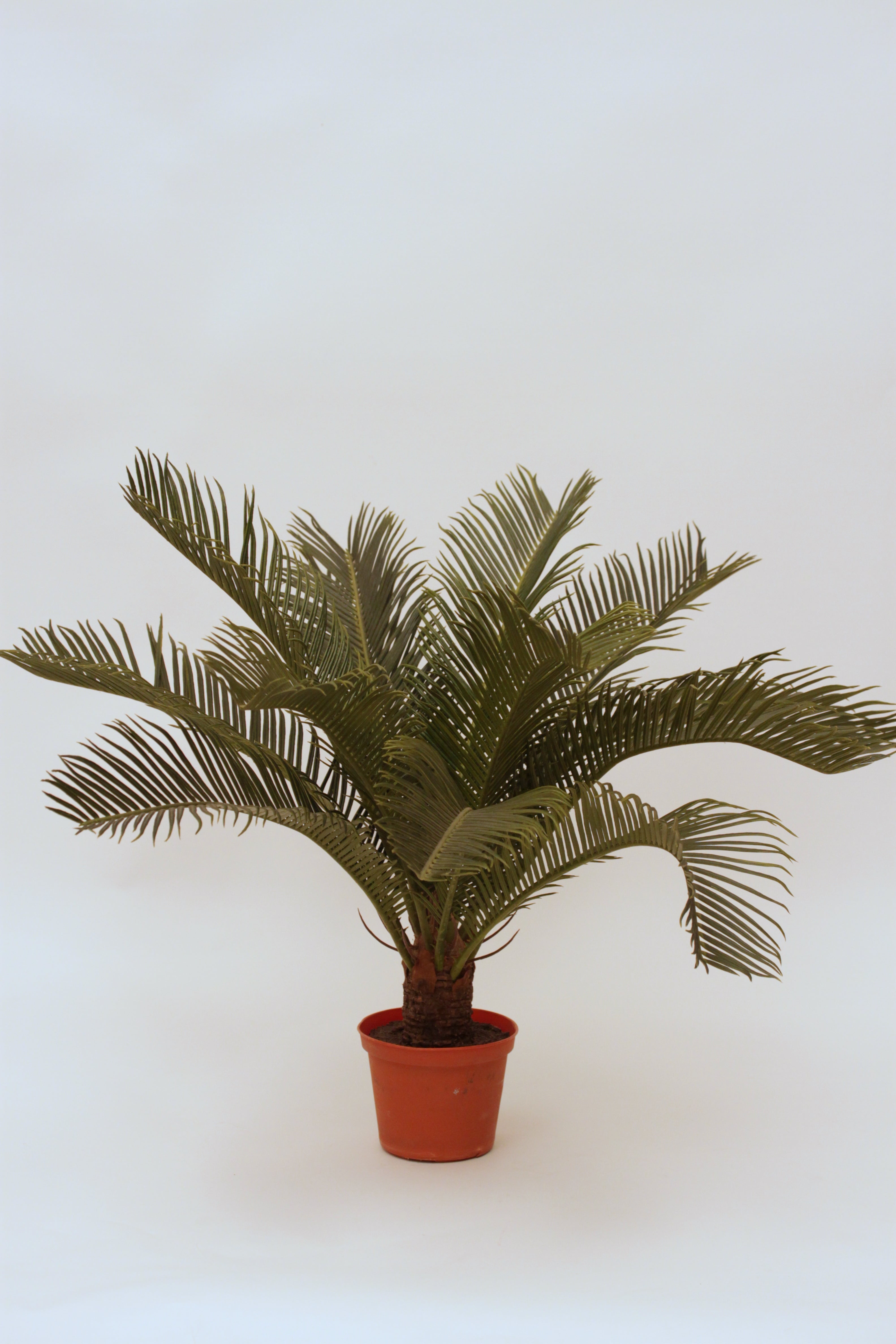 BABY CYCAS X13 50cm
