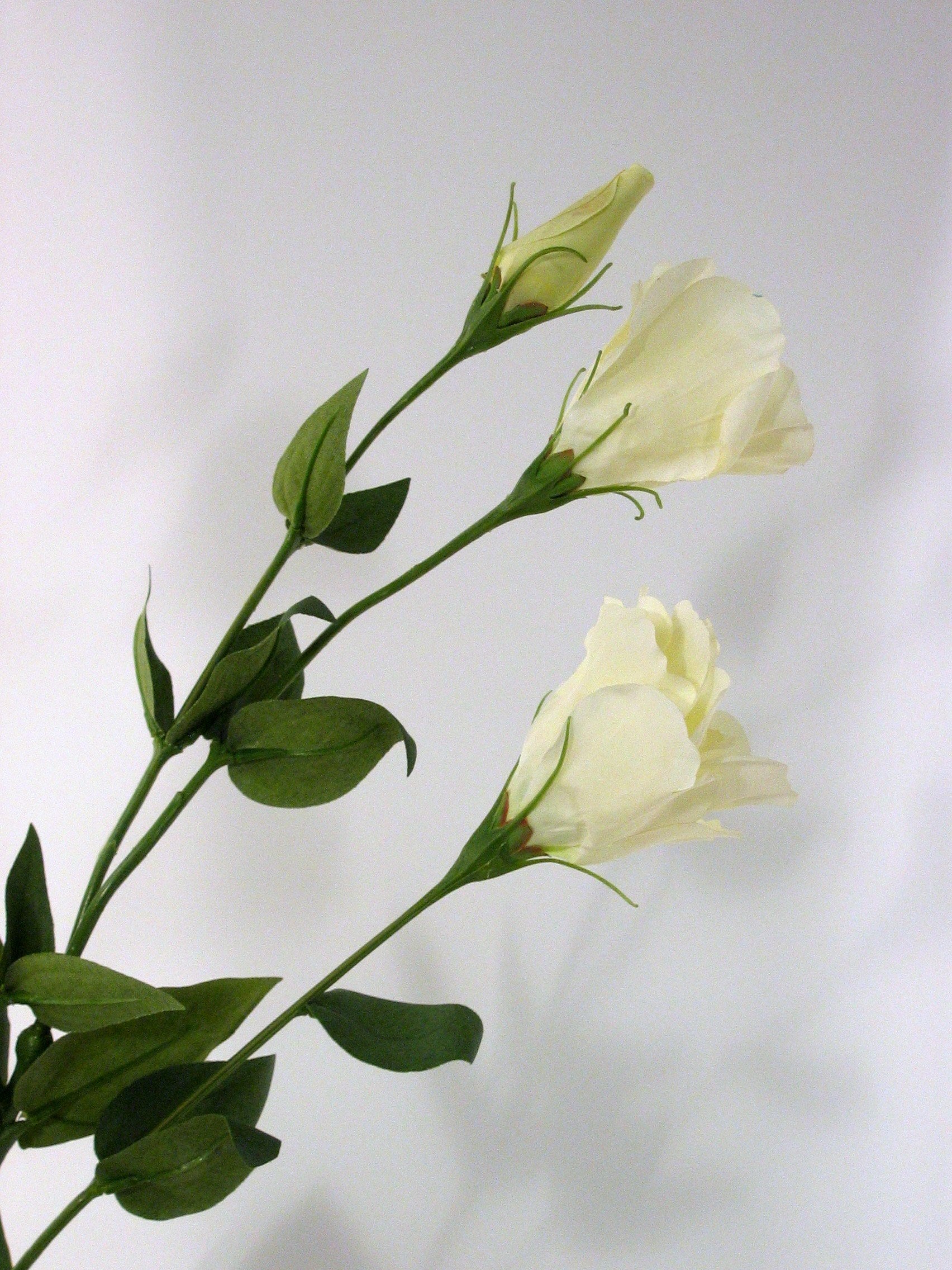 LISIANTHUS CREAM 76cm