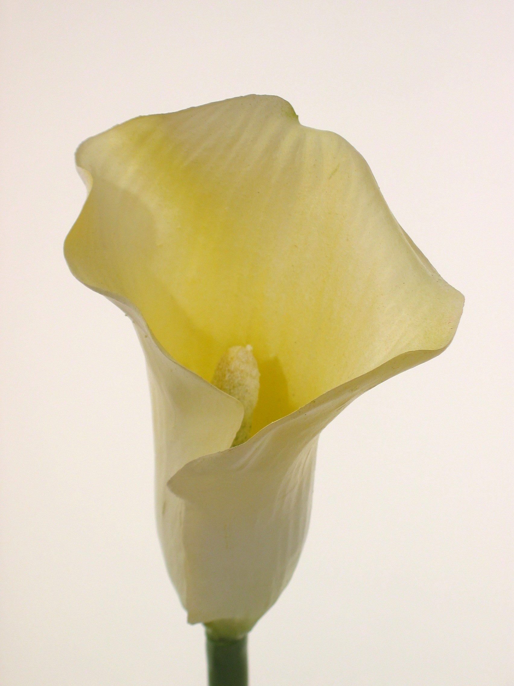 calla lily cream 60cm