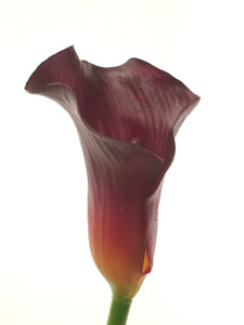 calla lily burgundy 60cm