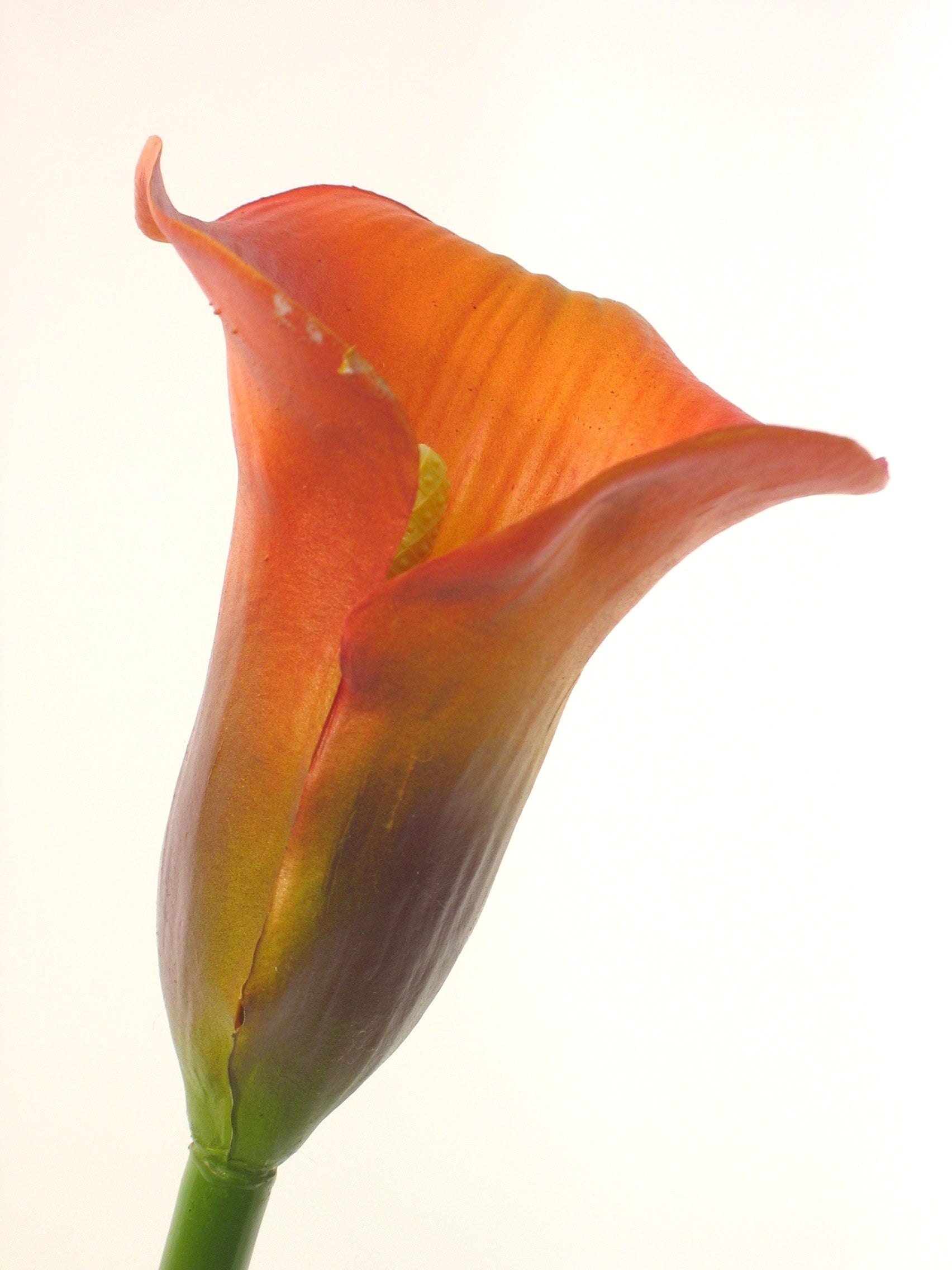 calla lily rust 60cm