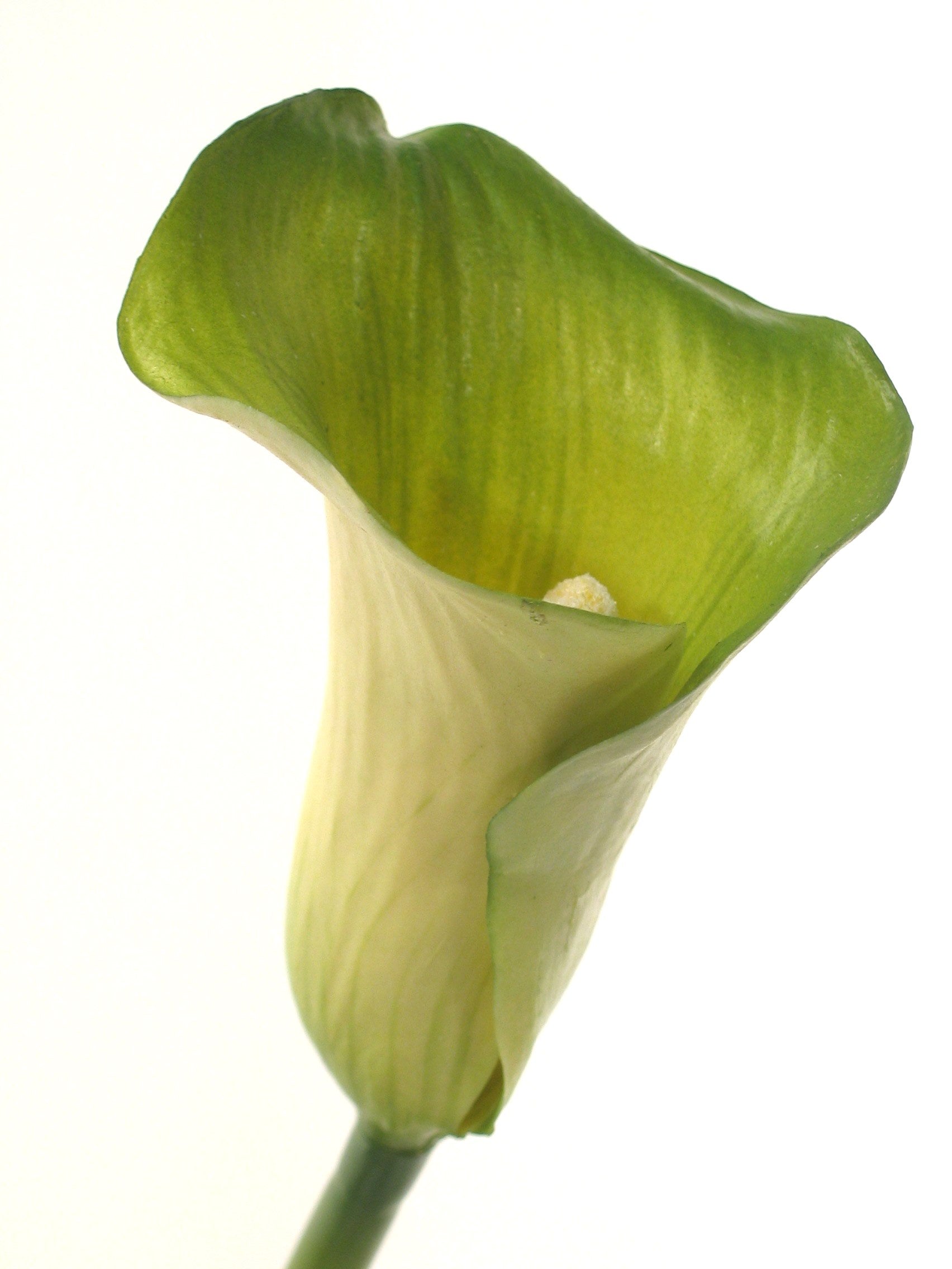 calla lily green 60cm