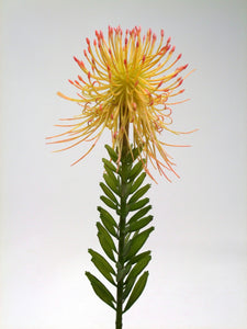 PROTEA OR YELL