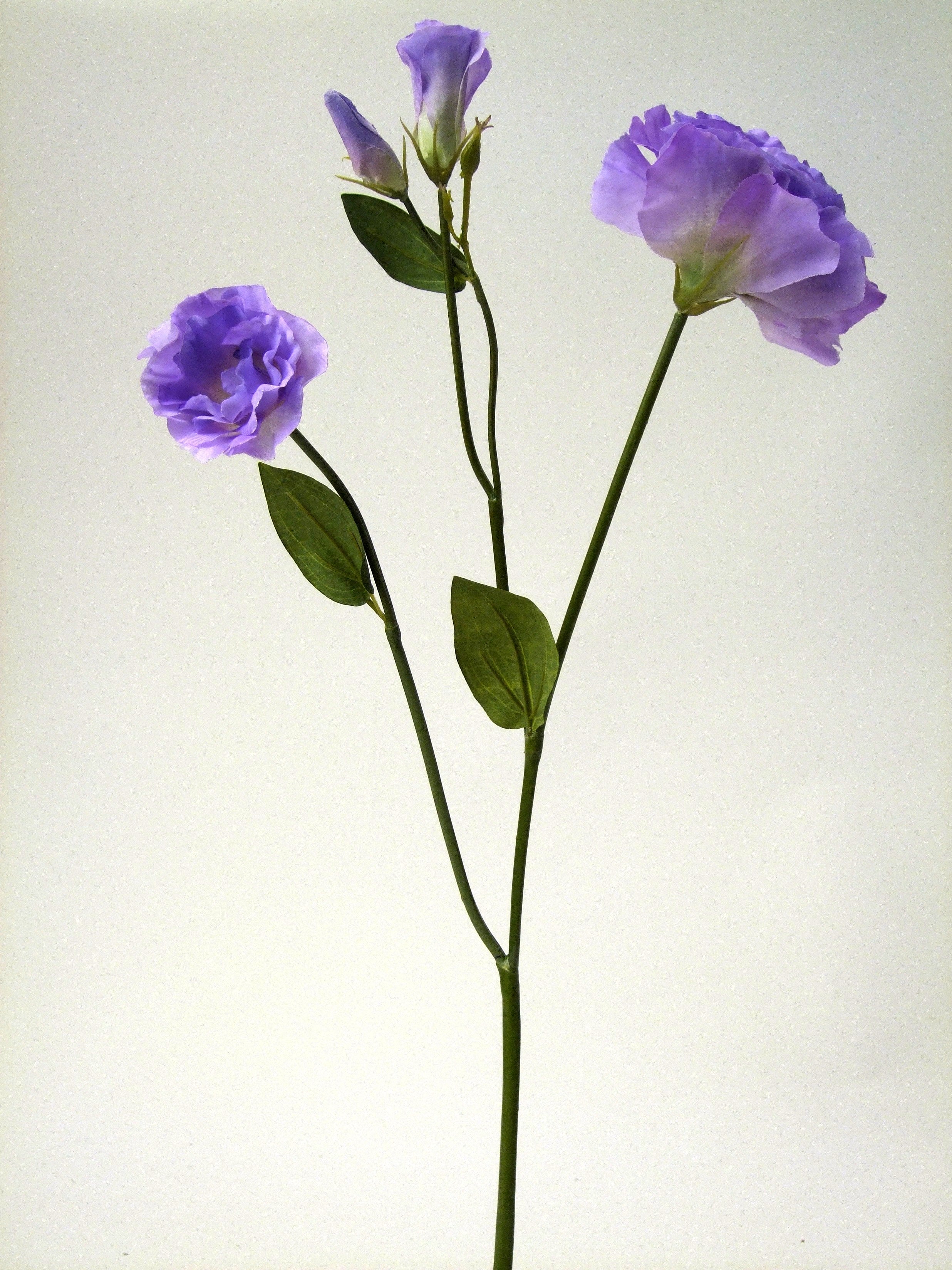 LISIANTHUS LILAC 58cm