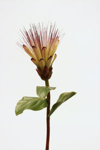 ROYAL PROTEA SPRAY GR 78.74cm