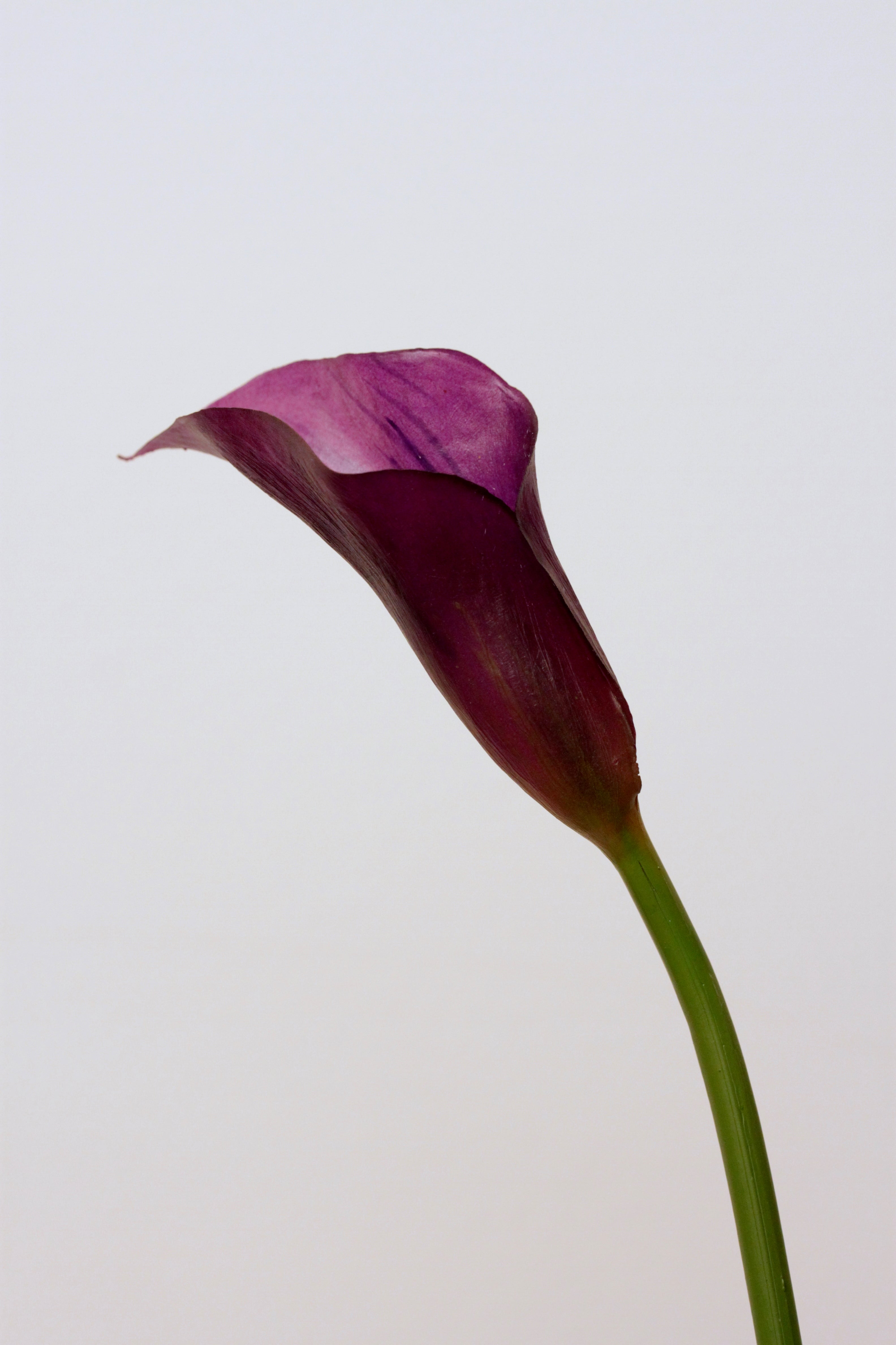 SMALL CALLA LILY D.PURPLE 60cm