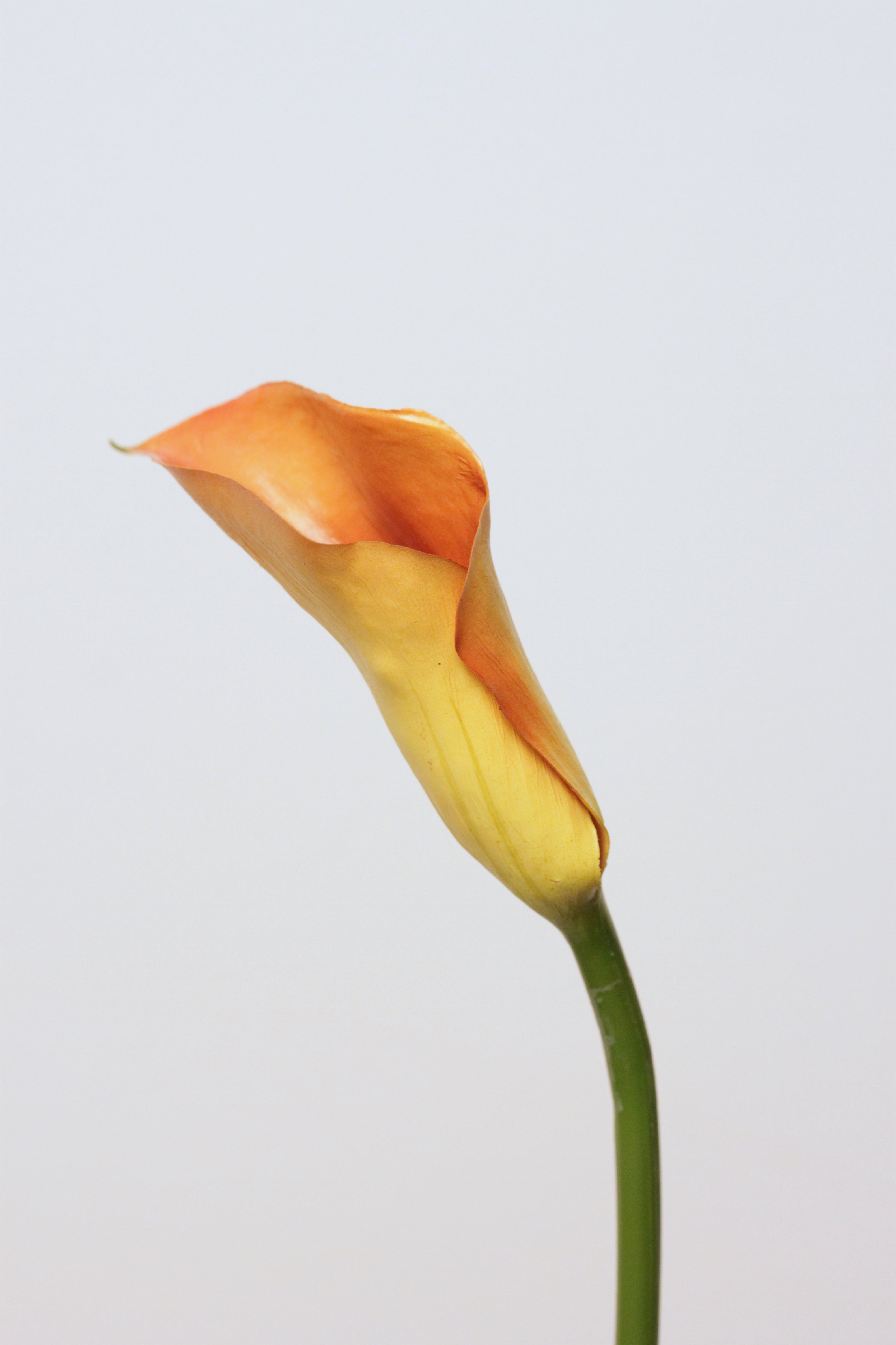 SMALL CALLA LILY GREEN ORANGE 60cm