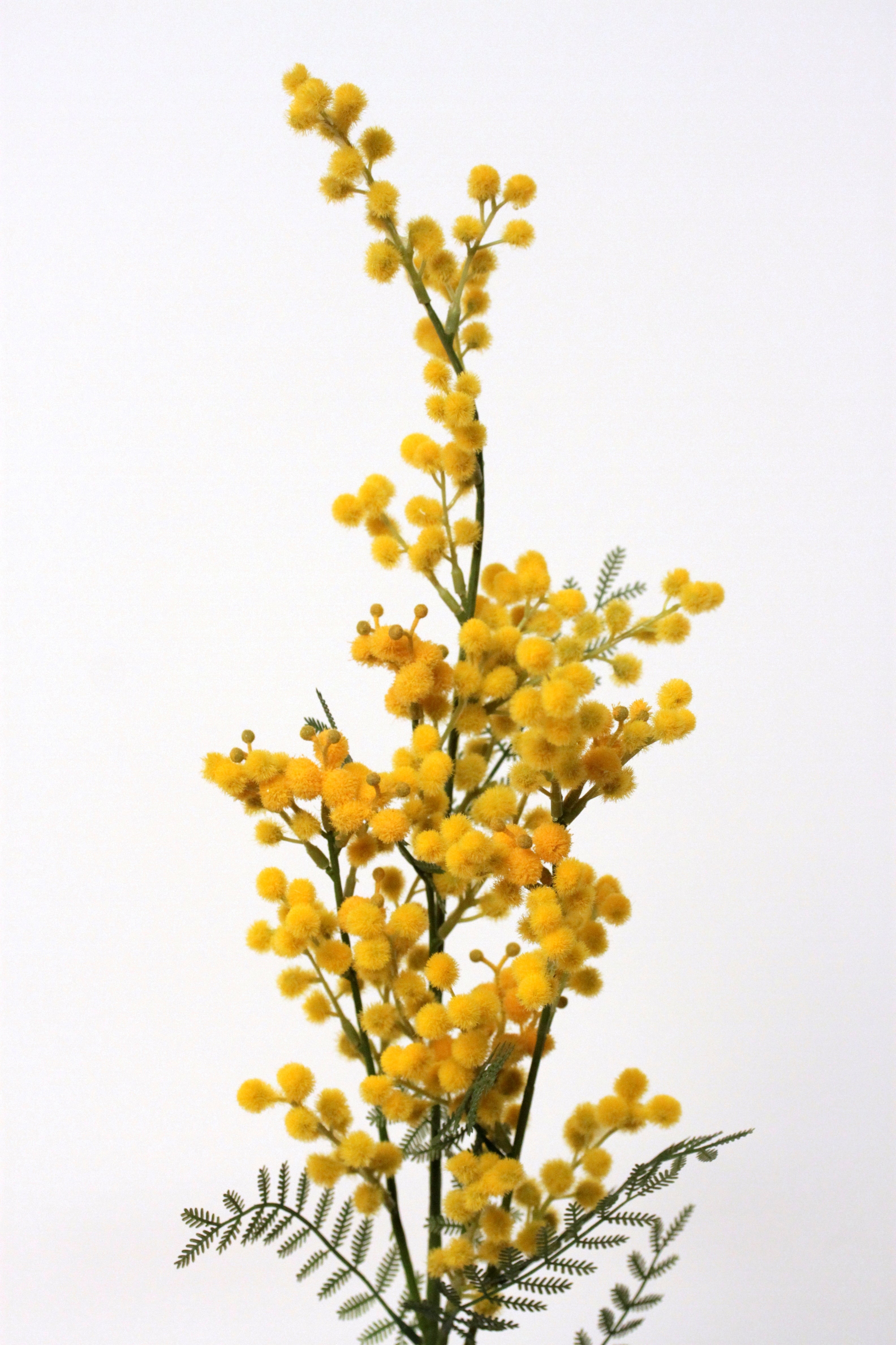 MIMOSA SPRAY X5 77cm