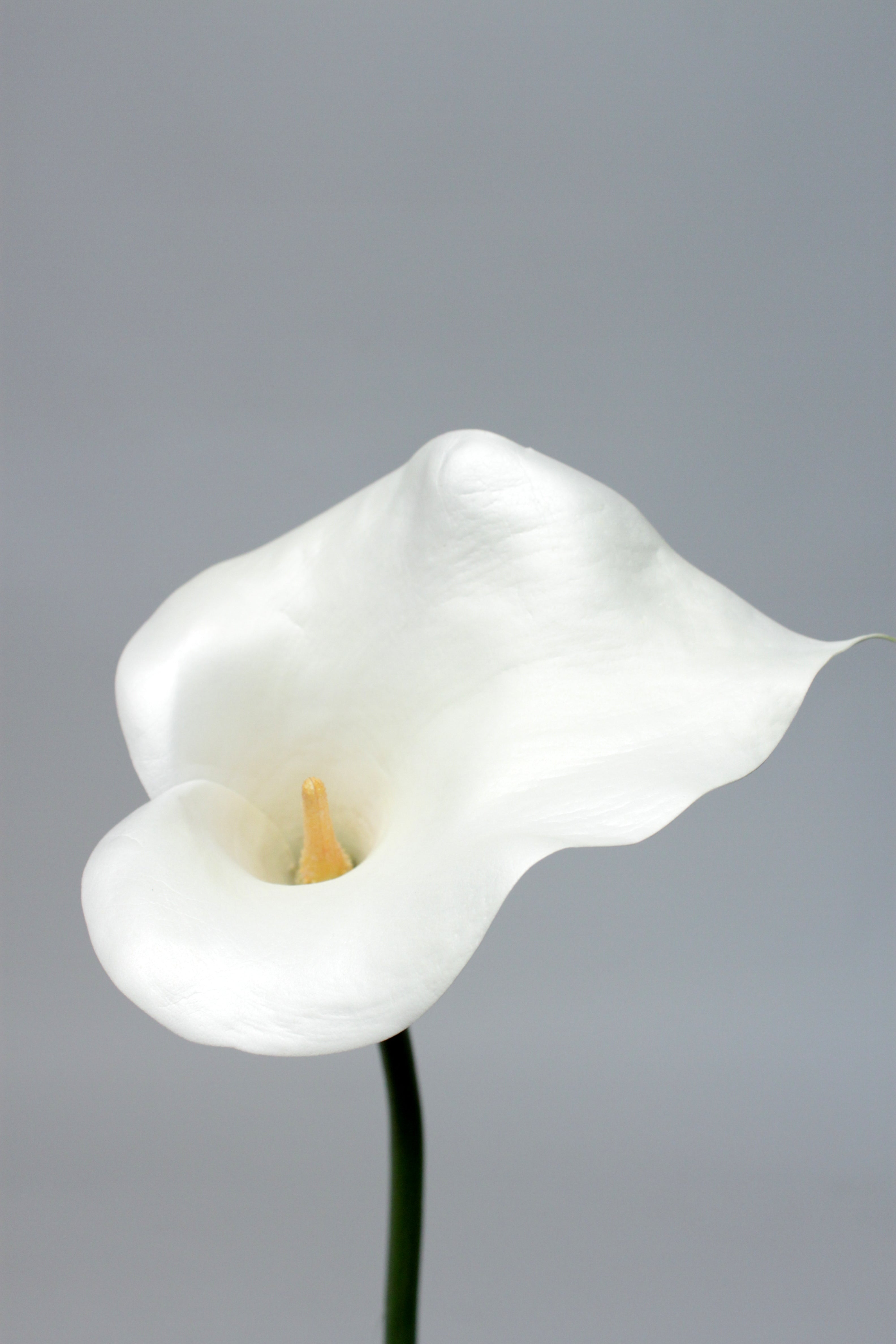 CALLA LILY WH 113cm