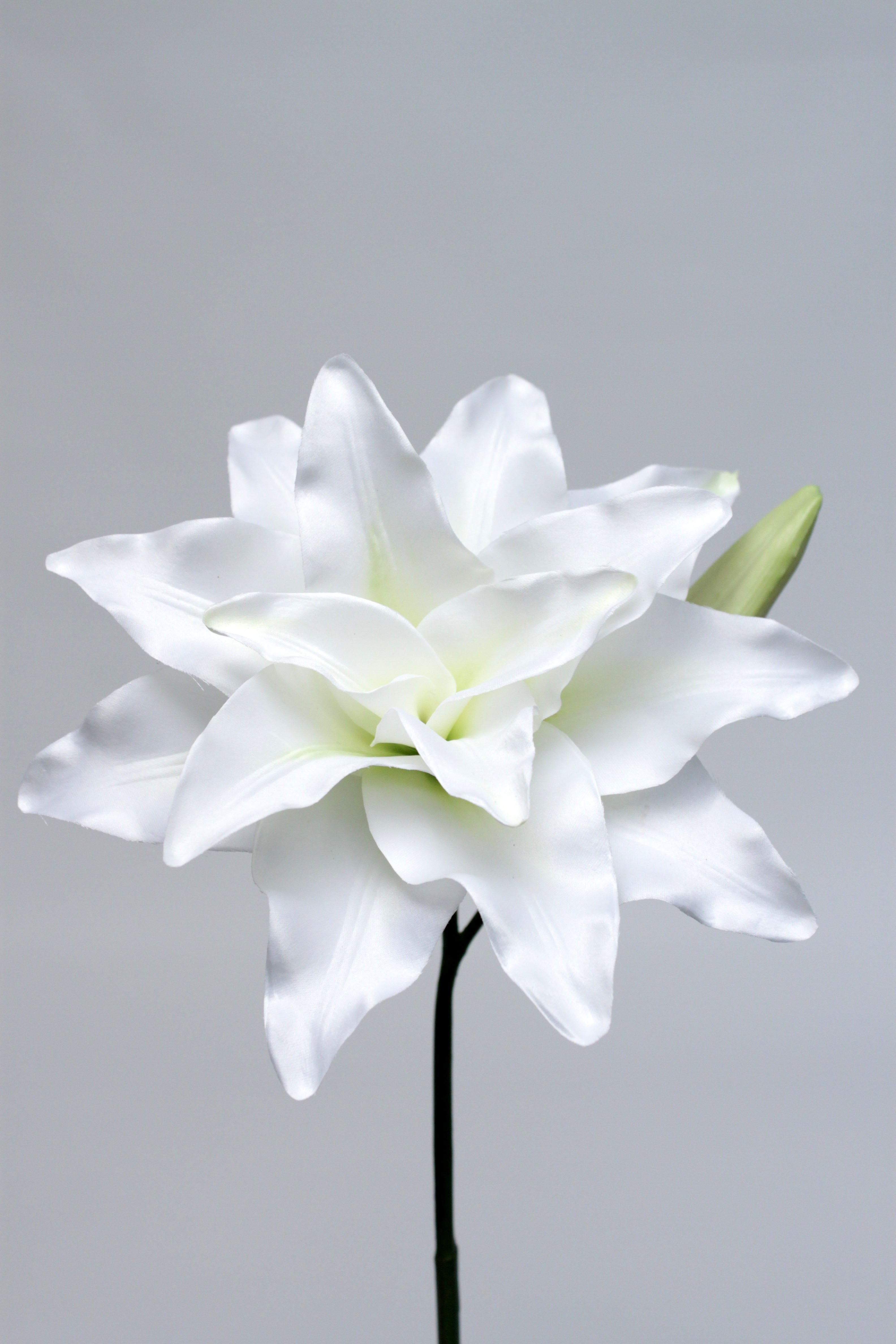 CASABLANCA LILY WH CR 90cm