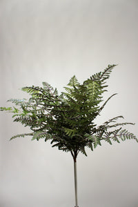 ATHYRIUM FERN BUSH 22 L 46cm