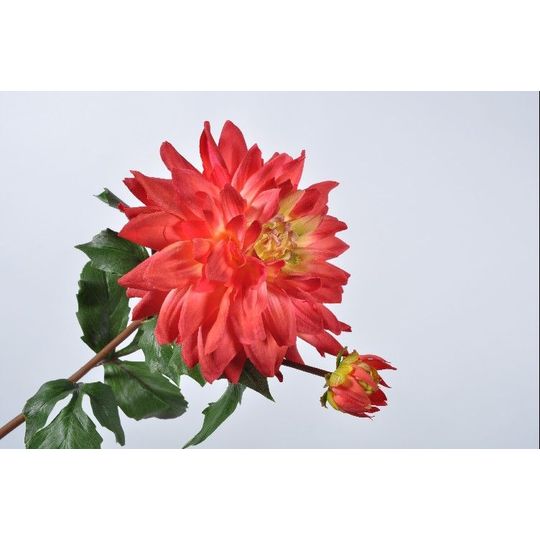 DAHLIA STEM RED 75 cm