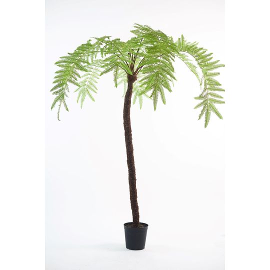 PLANT I/POT FERN GRN LT 310 cm