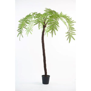 PLANT I/POT FERN GRN LT 310 cm