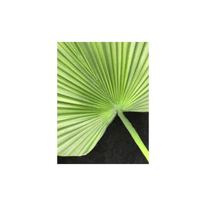 PALM LEAF